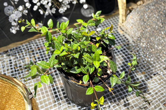 Asiatic Jasmine Minima Live Plant 2 Inch Pot Indoor Outdoor Groundcover Vine Beginner Garden Plant Gift