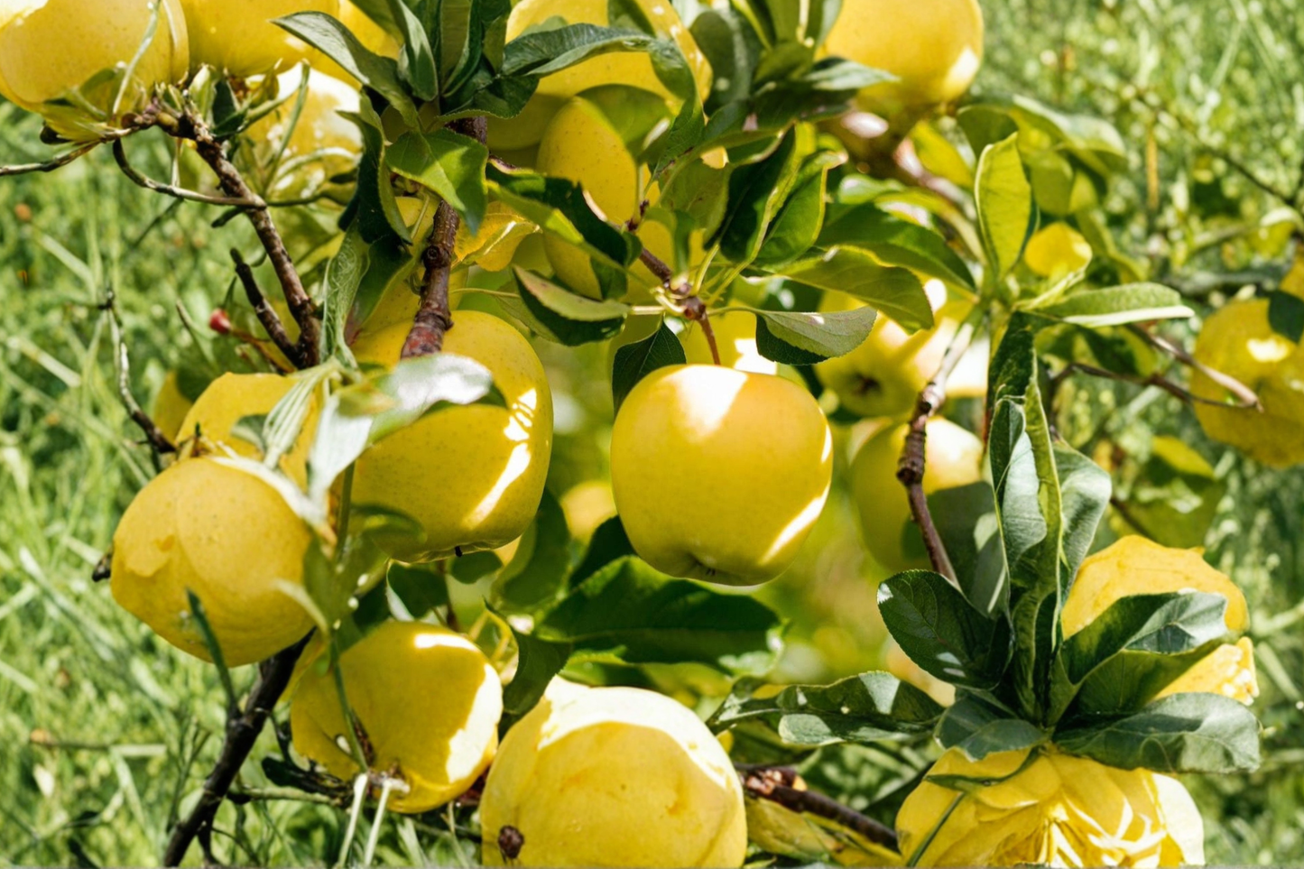 Yellow Delicious Apple Tree 4-6 ft Live Plant – Malus domestica Fruit Tree for Home Orchard Garden Outdoor Planting