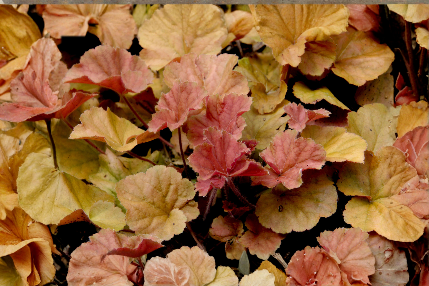 Redstone Falls Heucherella Live Plant – 2.5 Inch Pot – × Heucherella 'Redstone Falls'