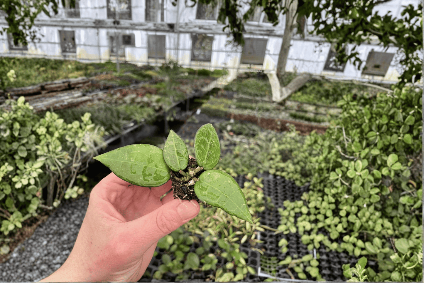 2 Hoya 'Black Margin' Starter Plants – Live Hoya Houseplants