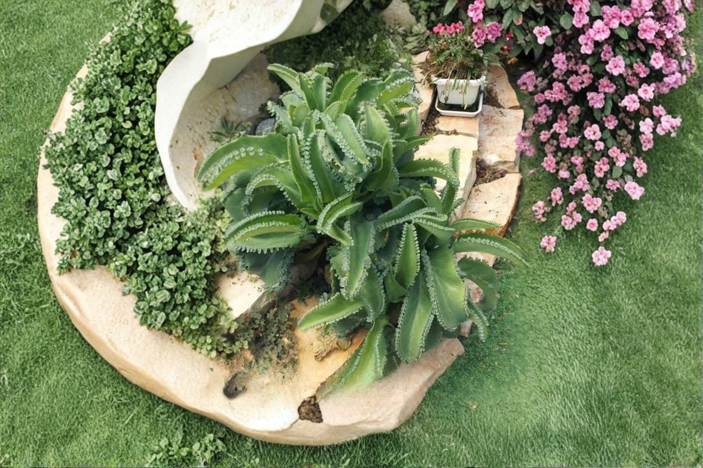 Mother of Thousands Live Plant – Fully Rooted Mature Succulent – Kalanchoe daigremontiana