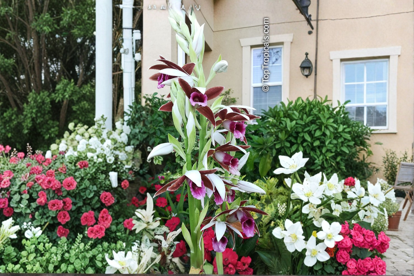 Nun Orchid Live Starter Plant – Pink Brown Tropical Blooms – Phaius tankervilleae