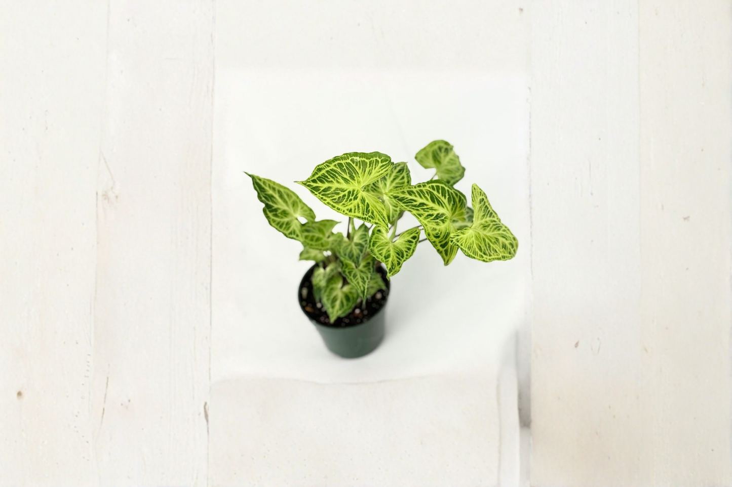 Syngonium Batik Live Plant White Variegated Arrowhead Houseplant Rare Indoor Tropical Starter Plant