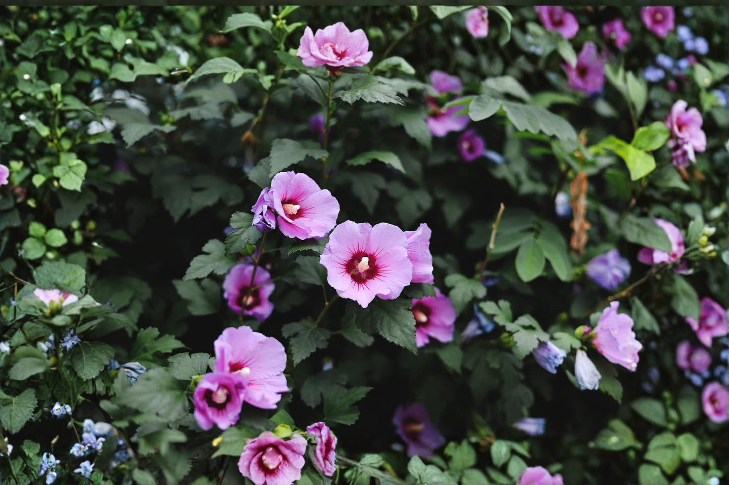 Rose of Sharon Pink Live Plant Plug – Hibiscus syriacus