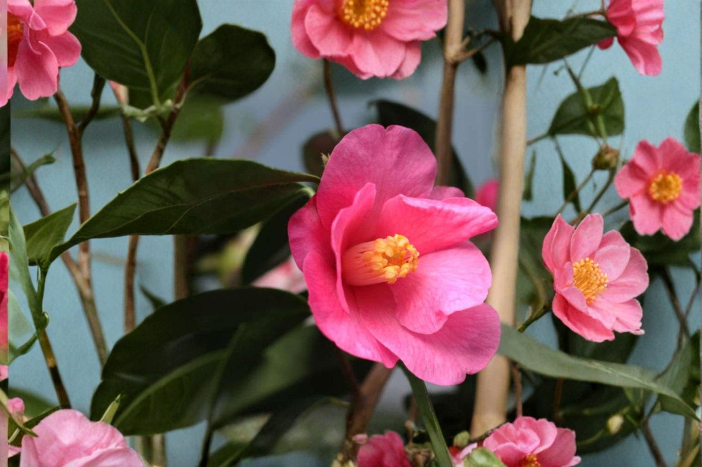 Japanese Camellia ‘Crimson Candles’ 3 Gallon – Camellia japonica Red Evergreen Flowering Shrub