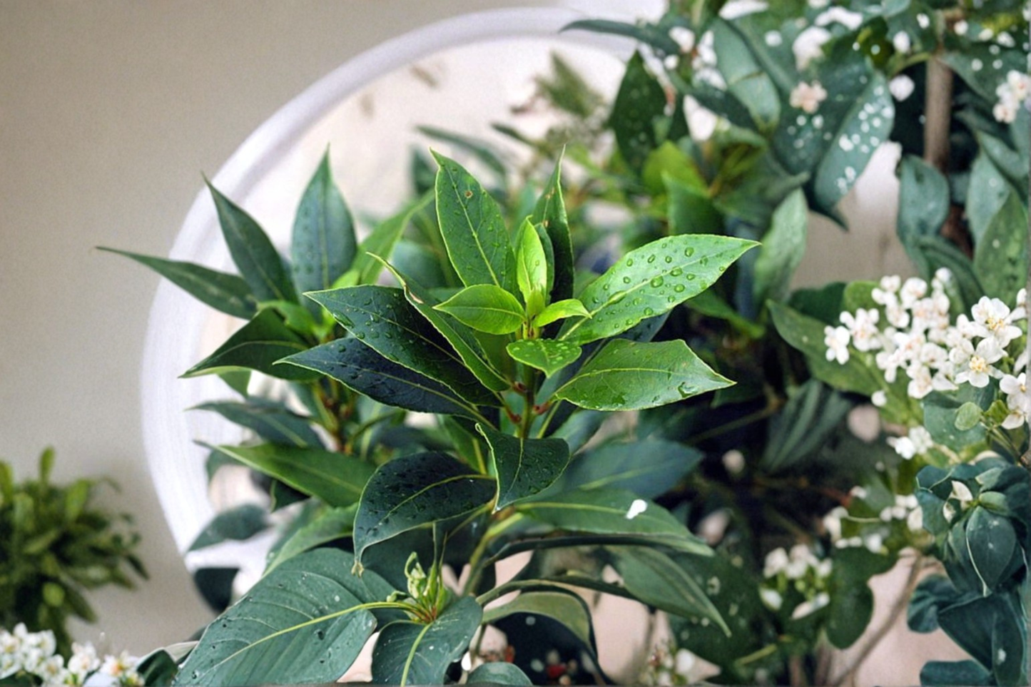 Sweet Bay Leaf Tree Live Plant Laurus Nobilis 1 Gallon Pot 2.5 Ft Tall Bushy Bay Laurel Culinary Herb Garden Plant