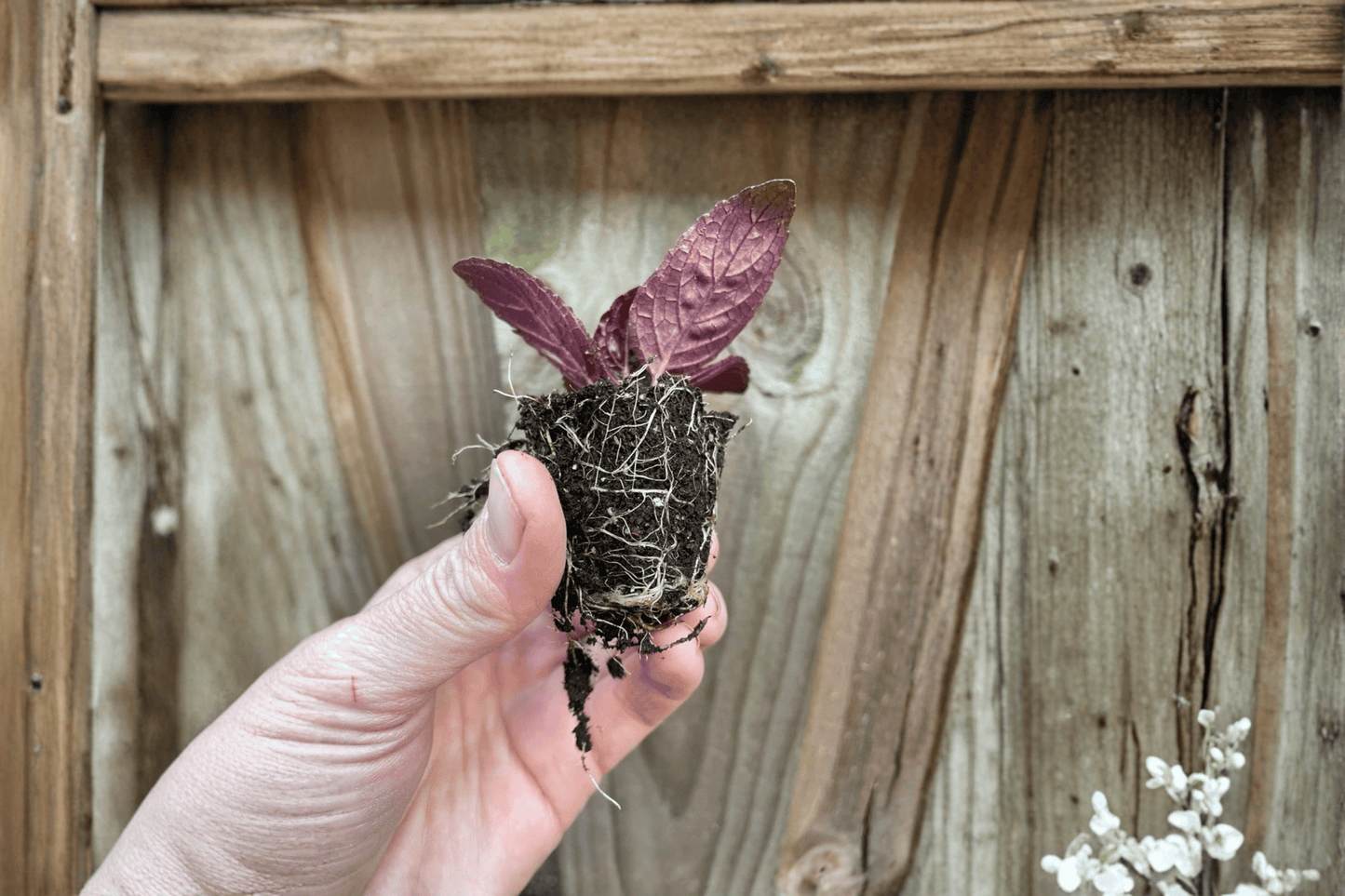 2 Purple Waffle Live Starter Plants – Bare Root Hemigraphis alternata