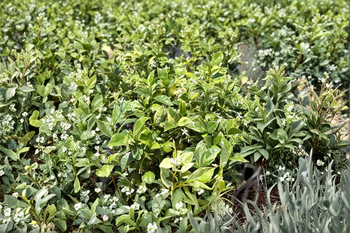 Variegated Confederate Jasmine Live Plant 2 Inch Pot Indoor Outdoor Evergreen Vine Garden Plant Gift