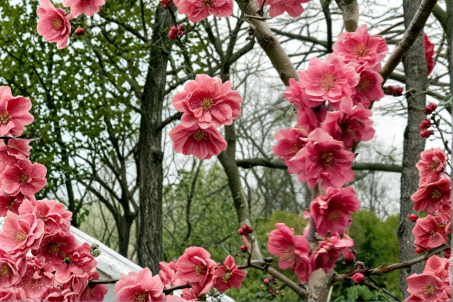 Crimson Cascade Weeping Peach Tree 4–6 Ft Live Flowering Tree, Pink Blossom Ornamental Garden Tree Outdoor