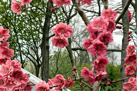 Crimson Cascade Weeping Peach Tree 4–6 Ft Live Flowering Tree, Pink Blossom Ornamental Garden Tree Outdoor