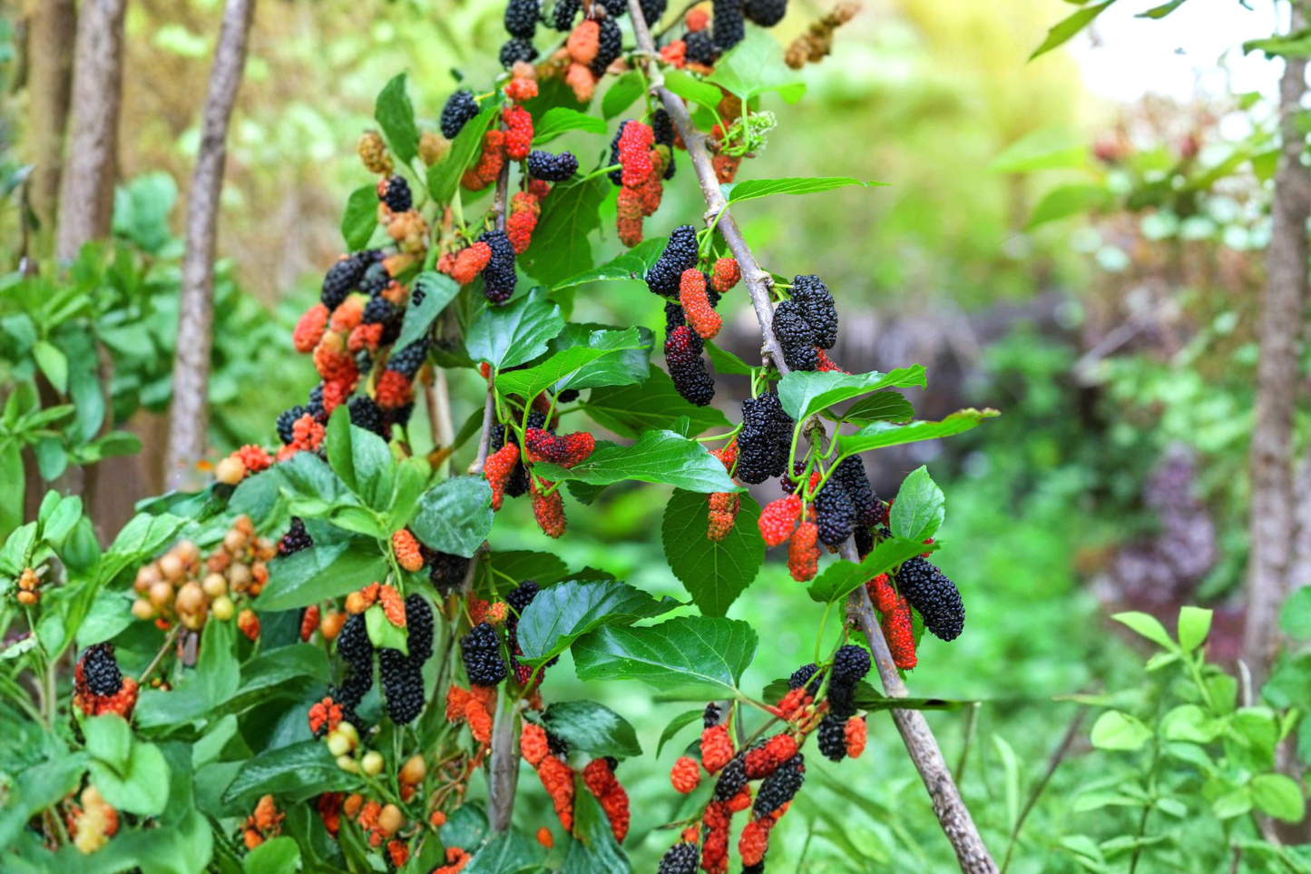 Fruiting Mulberry Tree Live Plant 4–6 Ft Berry Tree for Garden Orchard, Outdoor Landscape Tree for Home Growing