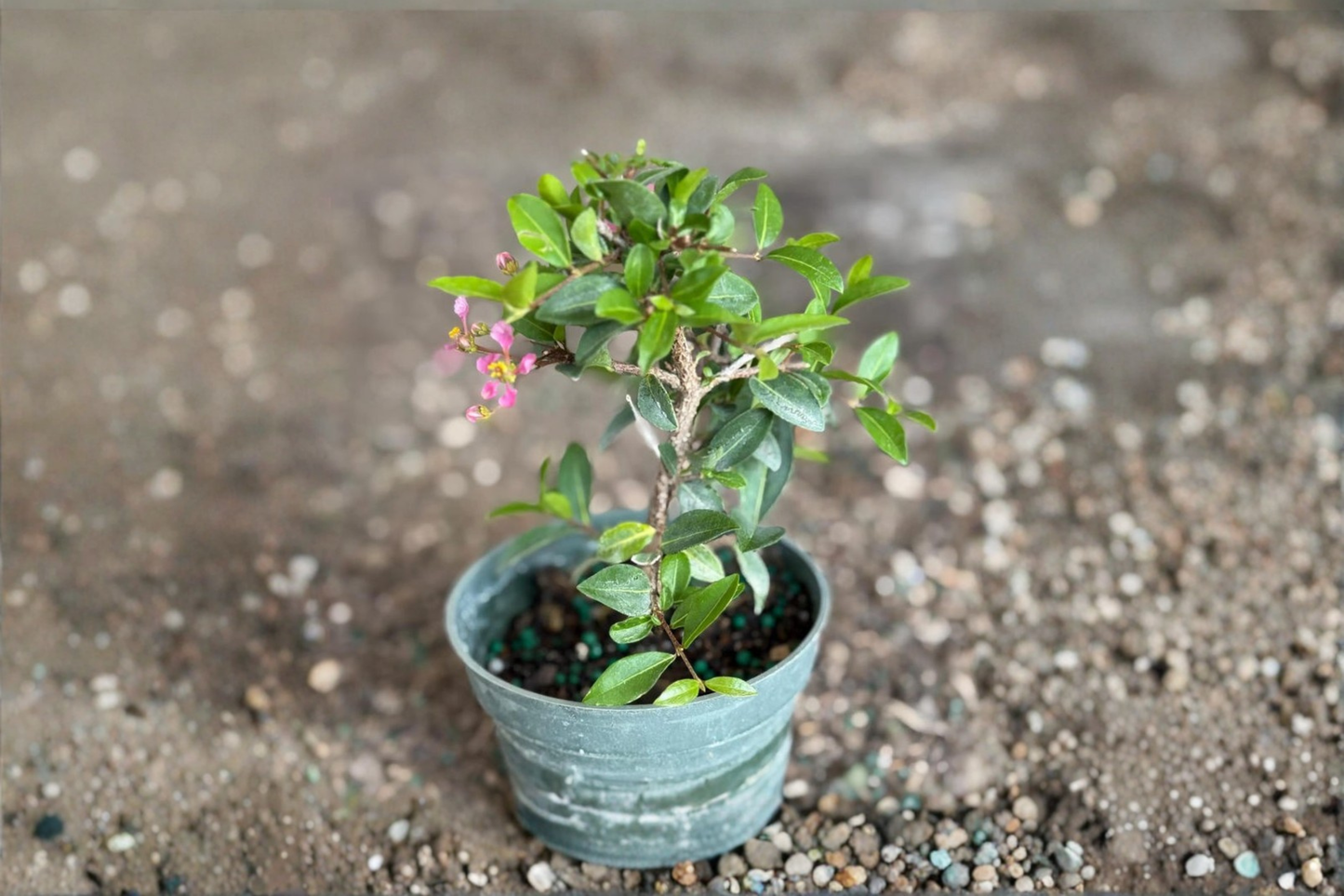Barbados Cherry Bonsai Live Plant Malpighia Glabra Tropical Indoor Outdoor Starter Tree Gift