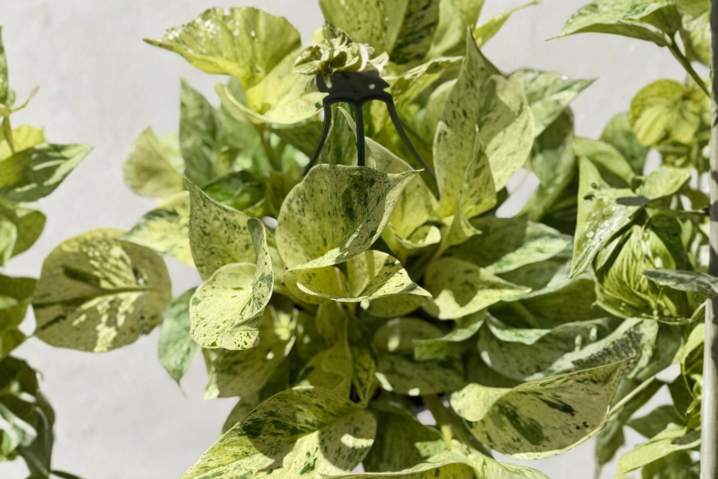 Snow Queen Pothos Live Plant Variegated Hanging Pothos 8 Inch Pot Indoor Houseplant Rare Plant Gift