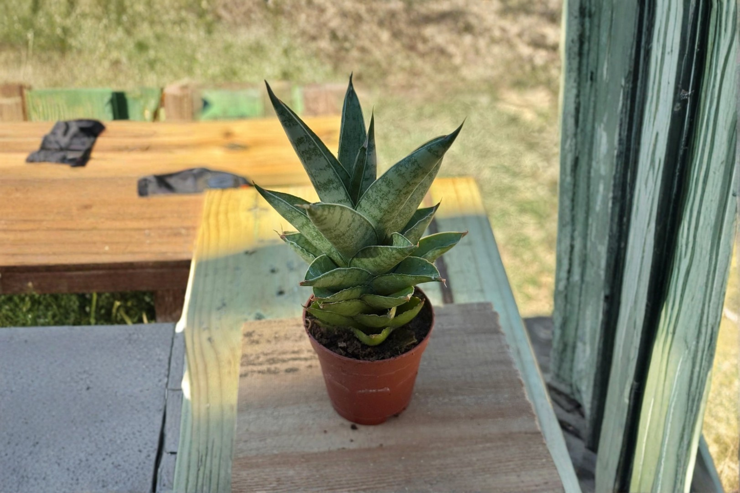 Sansevieria Green Pagoda Live Plant Rare Snake Plant Starter Houseplant in 2 Inch Pot Beginner Indoor Plant Gift