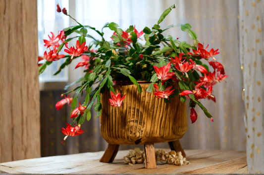 1 Christmas 1 Easter Cactus 1 Thanksgiving Cactus 3 LIVE PLANTS FREE SHIPPING