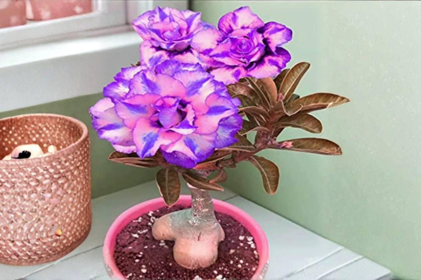 Rare Purple Pink Desert Rose Seeds Adenium Obesum Exotic Flower Plant for Indoor Outdoor Growing 10 Seeds USA Seller