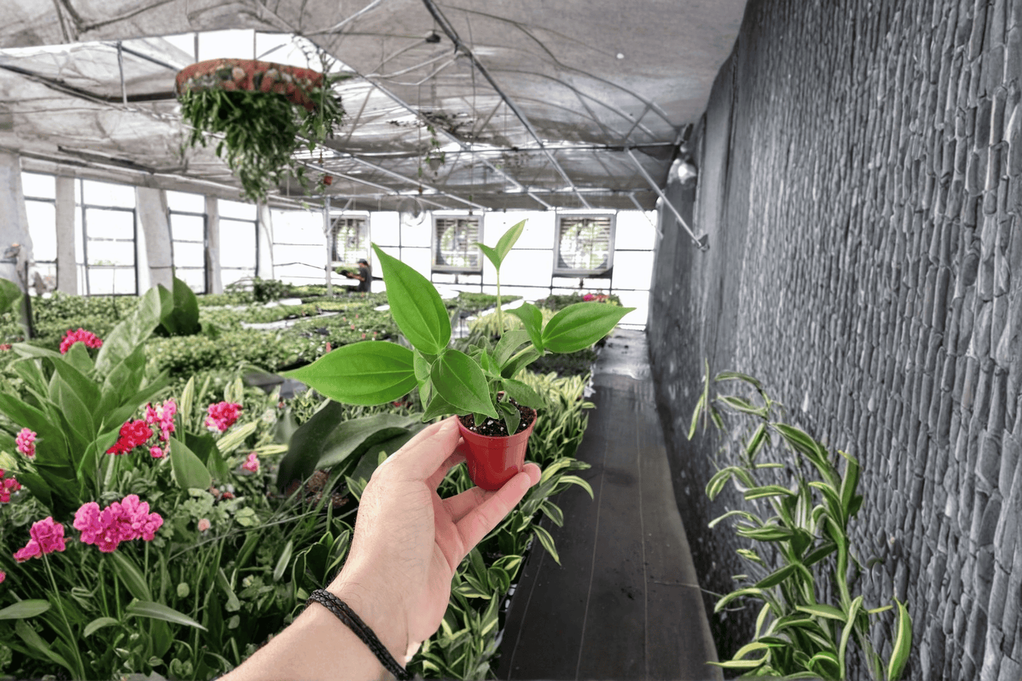2 Medinilla myriantha Live Starter Plants – Bare Root Malaysian Orchid