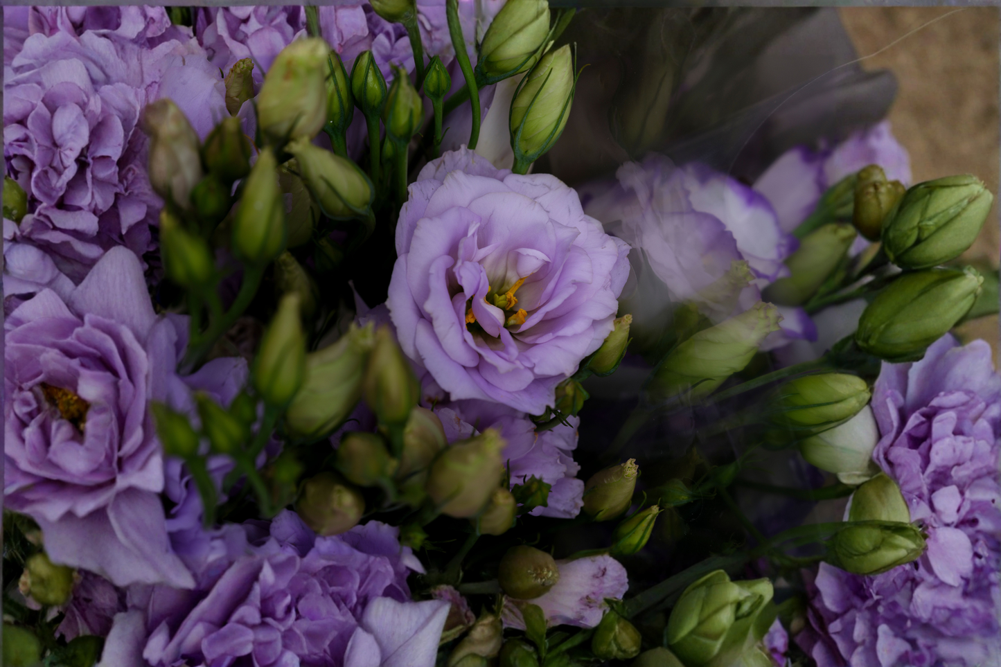 4 Lisianthus Chateau Blue Live Plugs – Starter Plants with Rose-Like Blooms – Eustoma grandiflorum