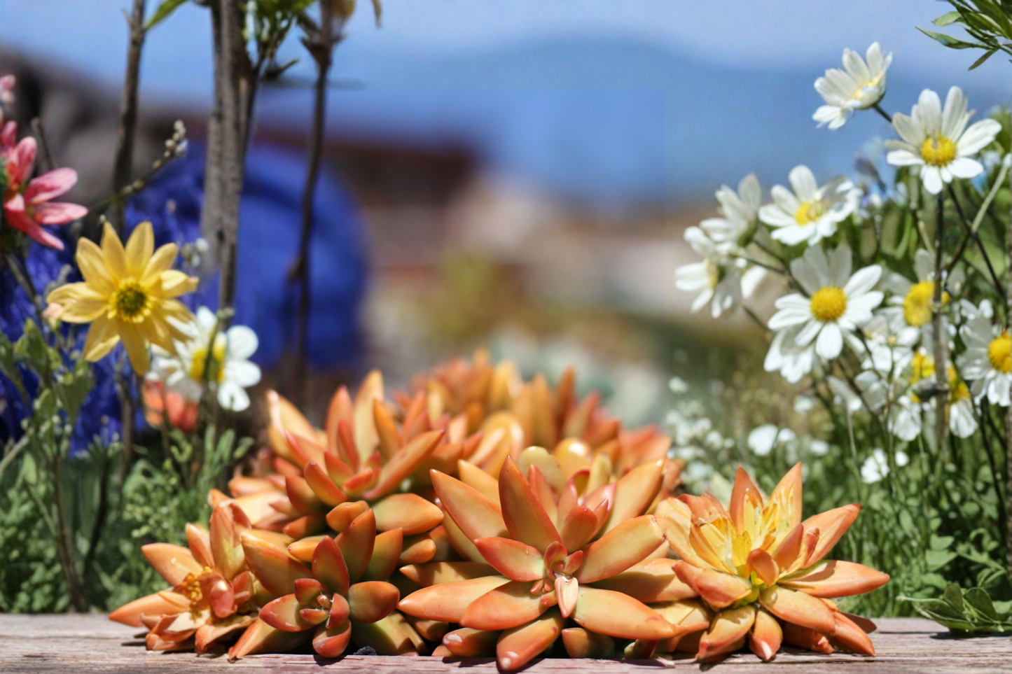 Rare Graptosedum Live Succulent Cutting 3 Inches – Indoor Outdoor Plant