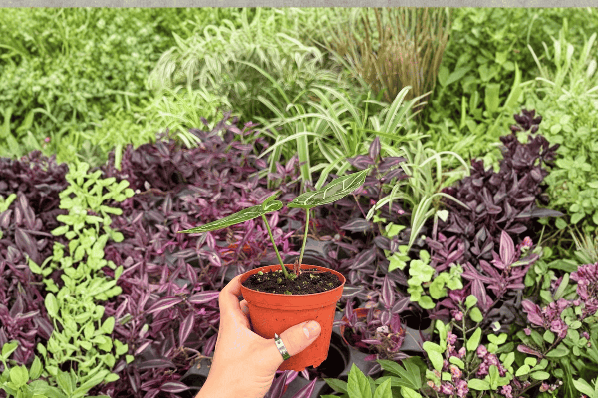 Anthurium AOS × Hoffmannii 2 Exact Live Plants – Anthurium Hybrid 4” Size Bare Root