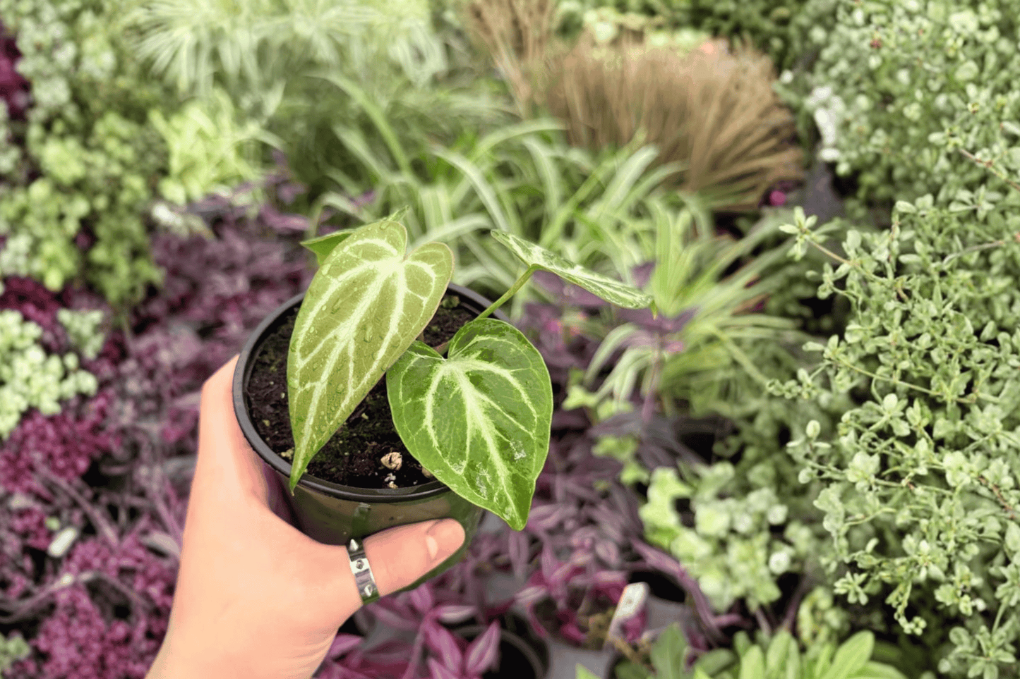 Anthurium Silver Hope x Hoffmani 2 Exact Live Plants – 4-Inch Pots – Anthurium Hybrid