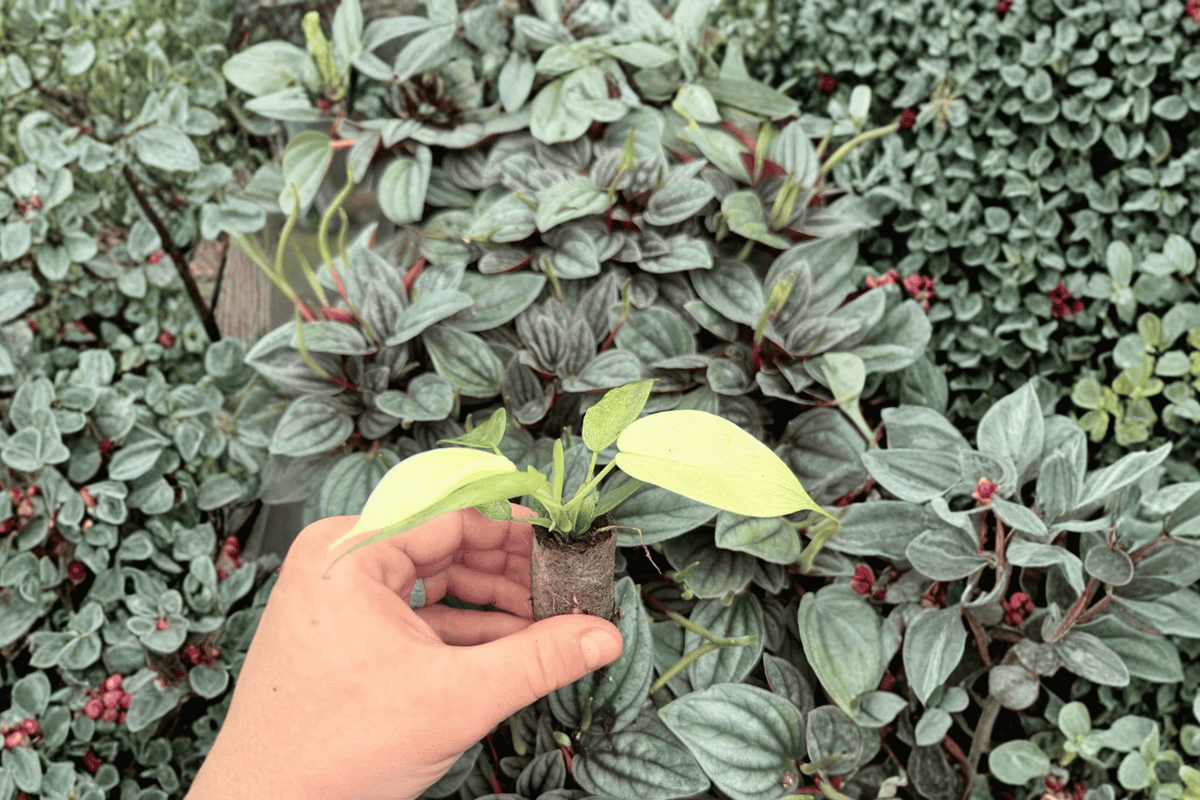 Philodendron Florida Ghost Mint – 2 Exact Live Starter Plants, 2-Inch Size – Philodendron Hybrid