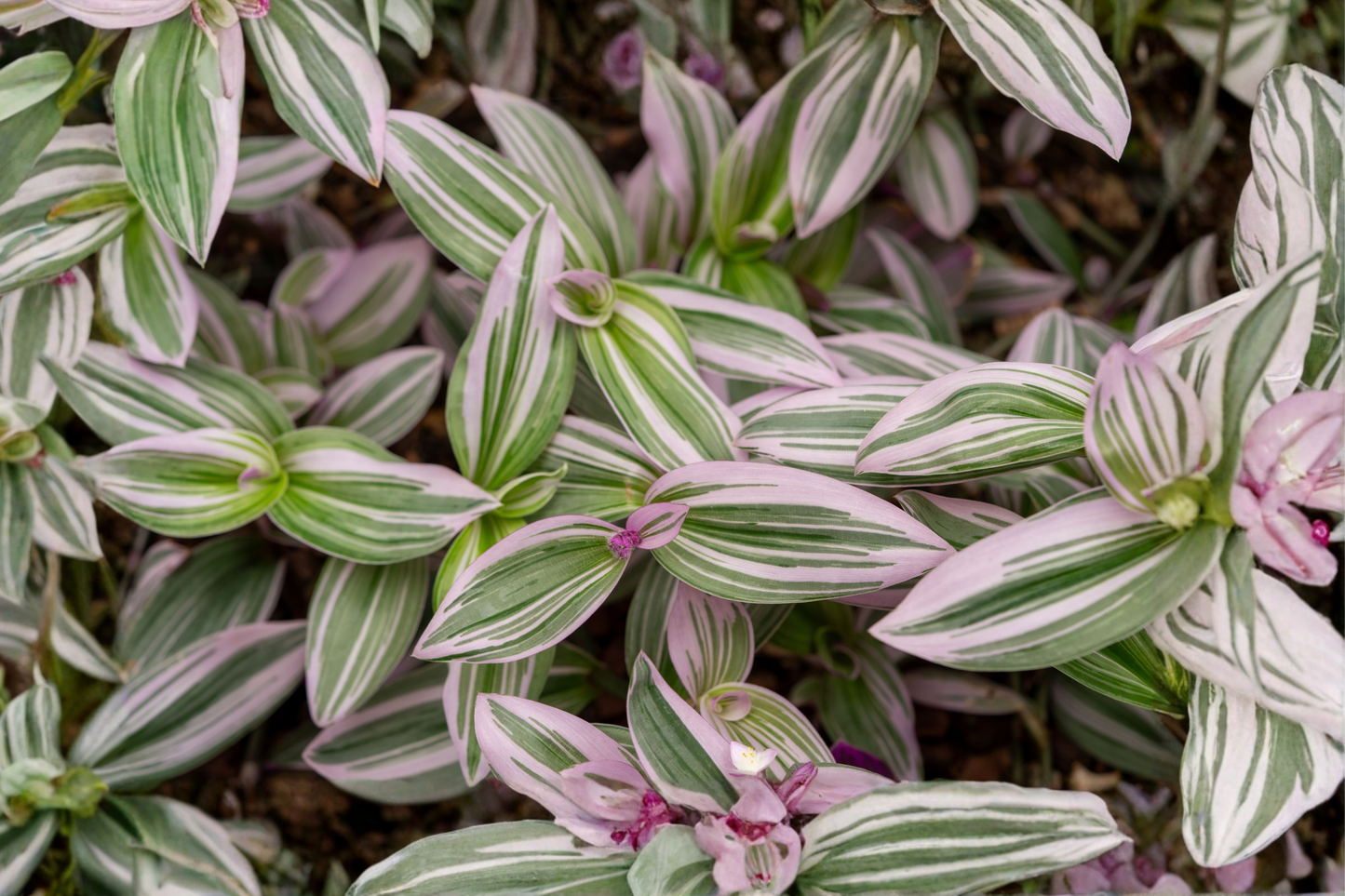 Tradescantia 'Nanouk' Live Plant in 4-Inch Pot – Variegated Pink & Purple Houseplant