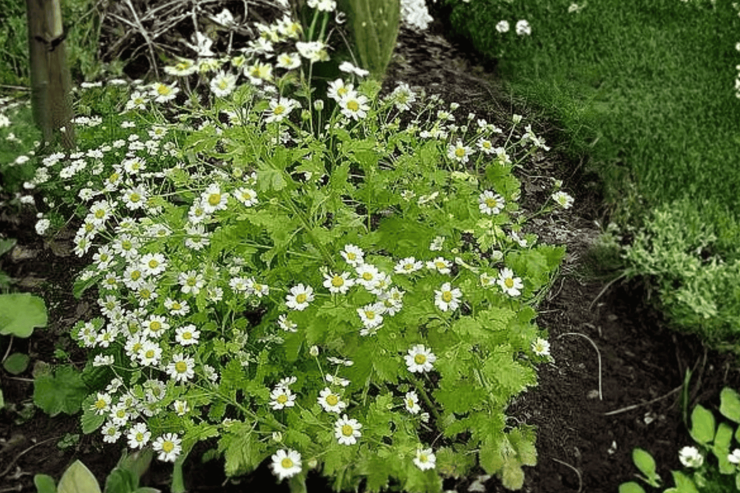 Golden Feather 1 Live Plant – 4-Inch Pot – Chrysanthemum parthenium ‘Aureum’