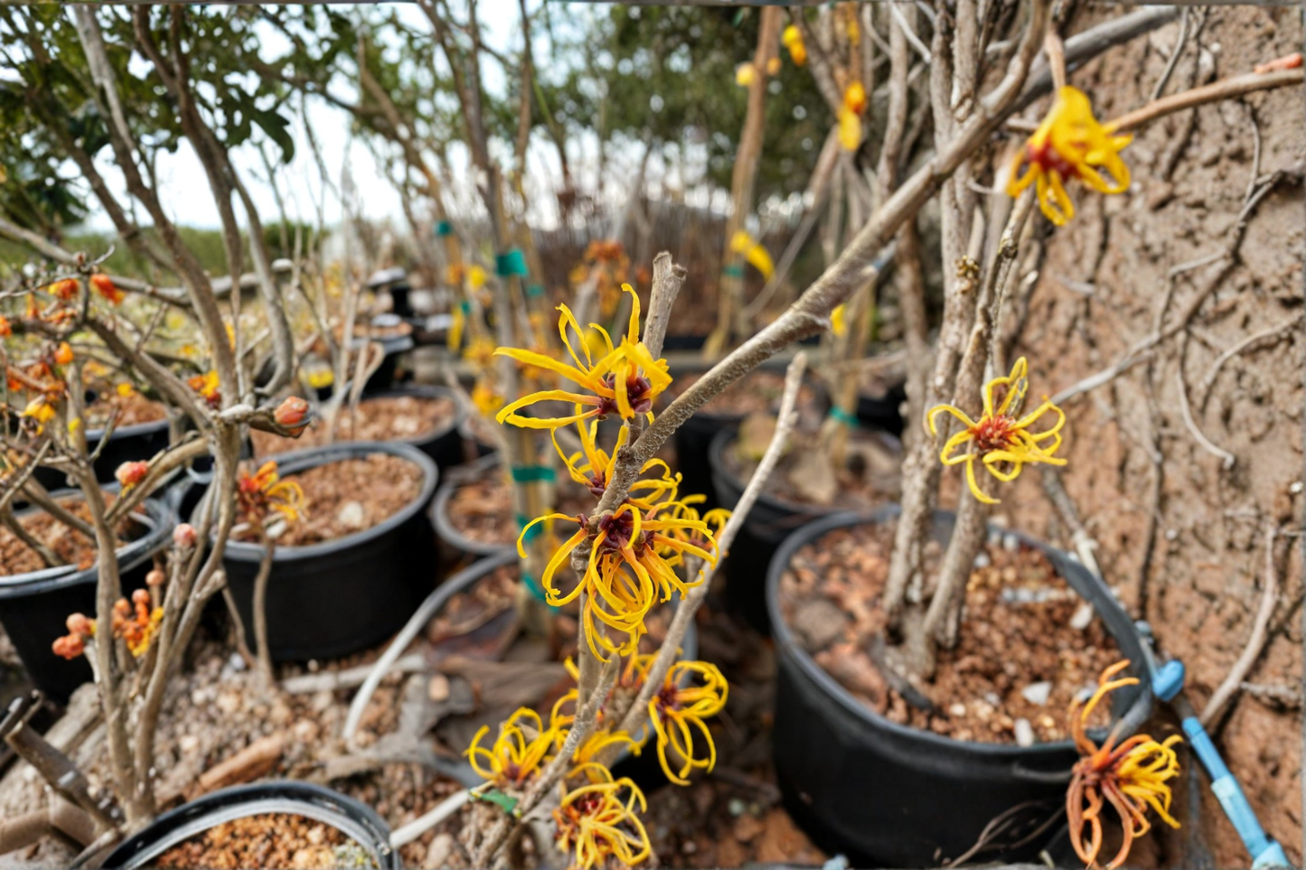 Witch Hazel ‘Allgold’ Live Plant 24” Tall – Hamamelis x intermedia Bare Root Yellow Winter Bloom Shrub