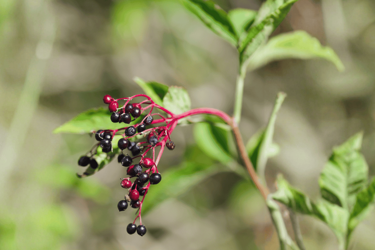 Adams Elderberry – 1 Live Fruiting Shrub, 3-Gallon Size – Sambucus canadensis ‘Adams’