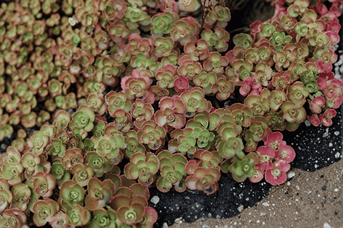 Fuldaglut Stonecrop 1 Live Plant – 4-Inch Pot – Sedum spurium ‘Fuldaglut’