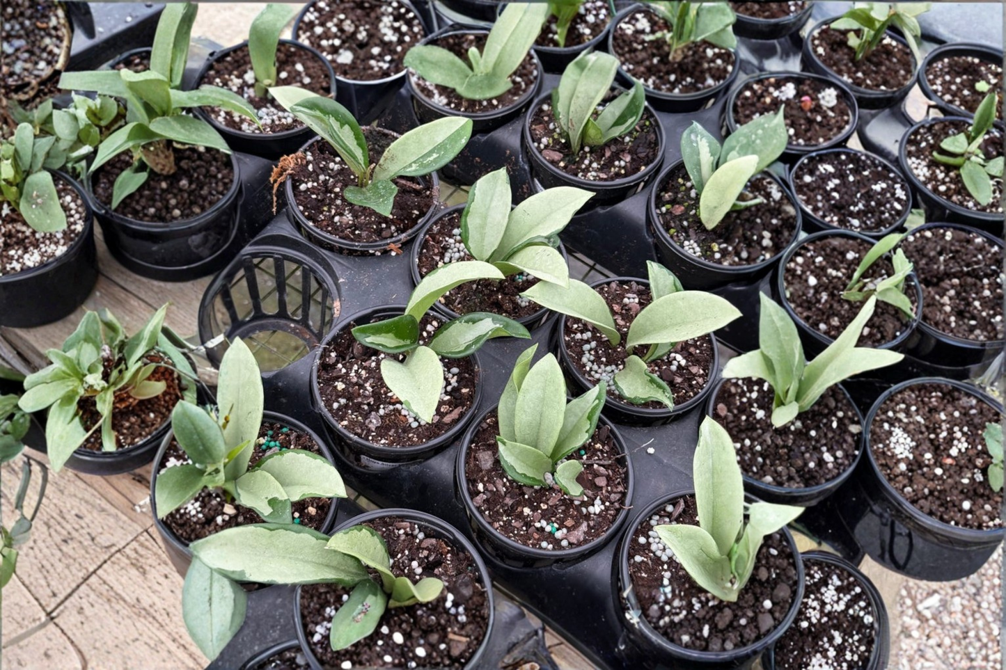 Hoya Silver Moon Live Plant 4 Inch Pot Variegated Hoya Starter Houseplant Rare Wax Plant Gift