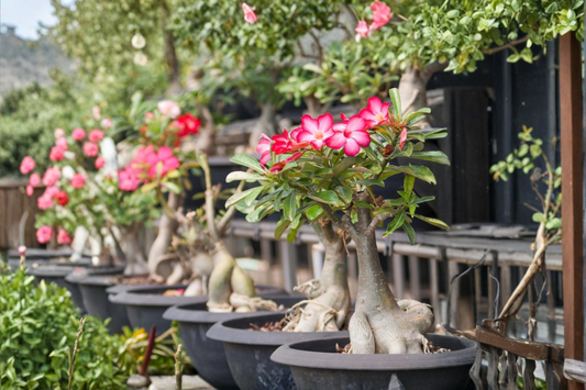Desert Rose Adenium Obesum Live Plant 4 Inch Pot Flowering Succulent Caudex Indoor Outdoor Starter