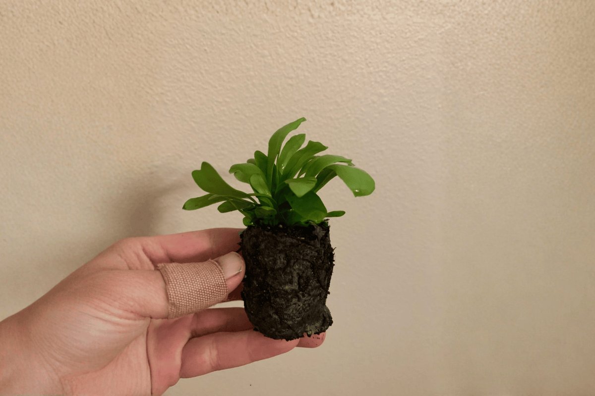 2 Green Flame Fern Starter Plants – 2” Pot Size
