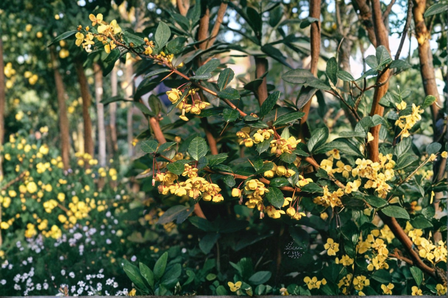 William Penn Barberry Live Plant 3 Gallon Pot – Evergreen Shrub Yellow Flowers Ornamental Hedge Plant Garden Landscaping