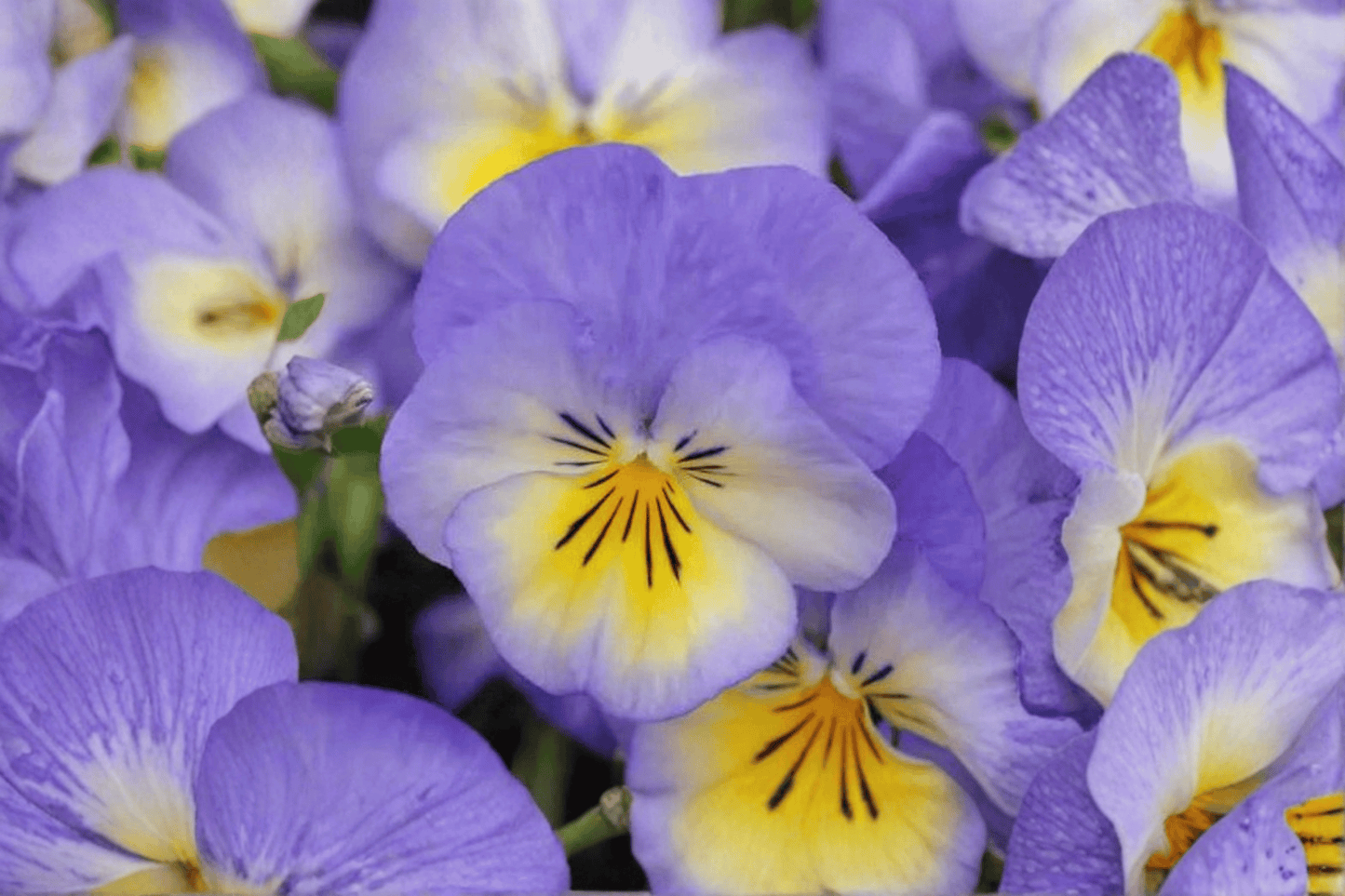 Halo Sky Blue Horned Violet Live Plant – 4-Inch Pot – Viola cornuta 'Halo Sky Blue'