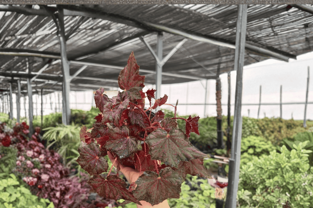 Begonia Saxon’s Mystery – 2 Exact Live Plants, 6-Inch Hanging Basket Size – Begonia ‘Saxon’s Mystery’