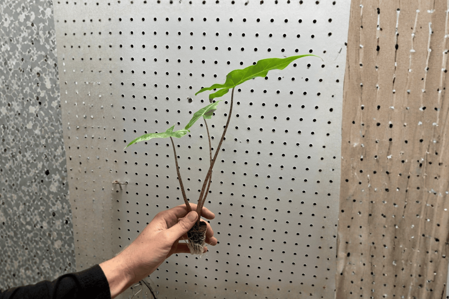 2 Alocasia 'Golden Dragon' Starter Plants – Live Tropical Aroid