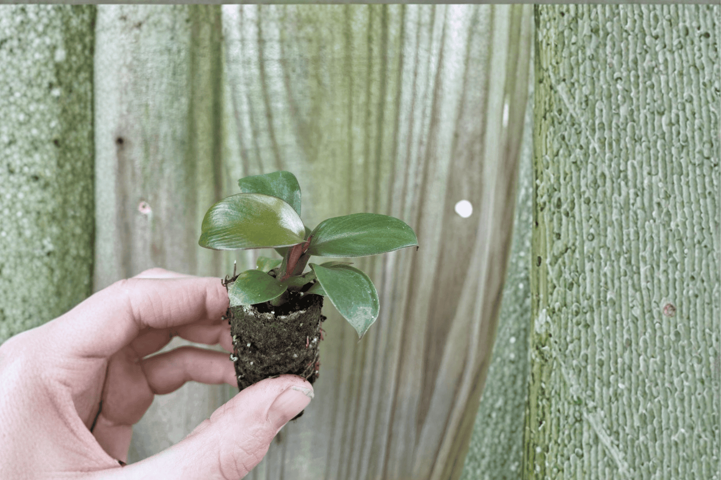 2 Philodendron 'Black Cardinal' Multi-Stem Starter Plants – Philodendron Hybrid Bare Root