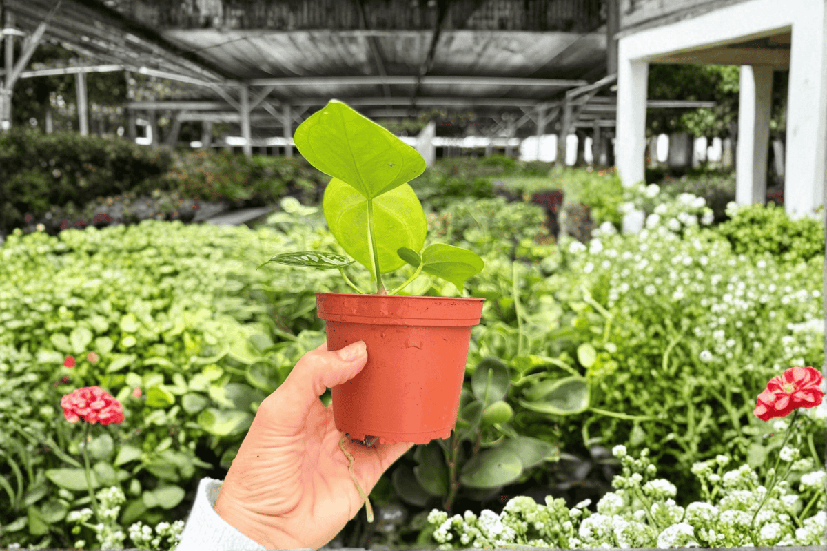 Anthurium Hoffmannii × Hulk – 2 Exact Live Hybrid Plants, 4-Inch Size – Anthurium Hybrid