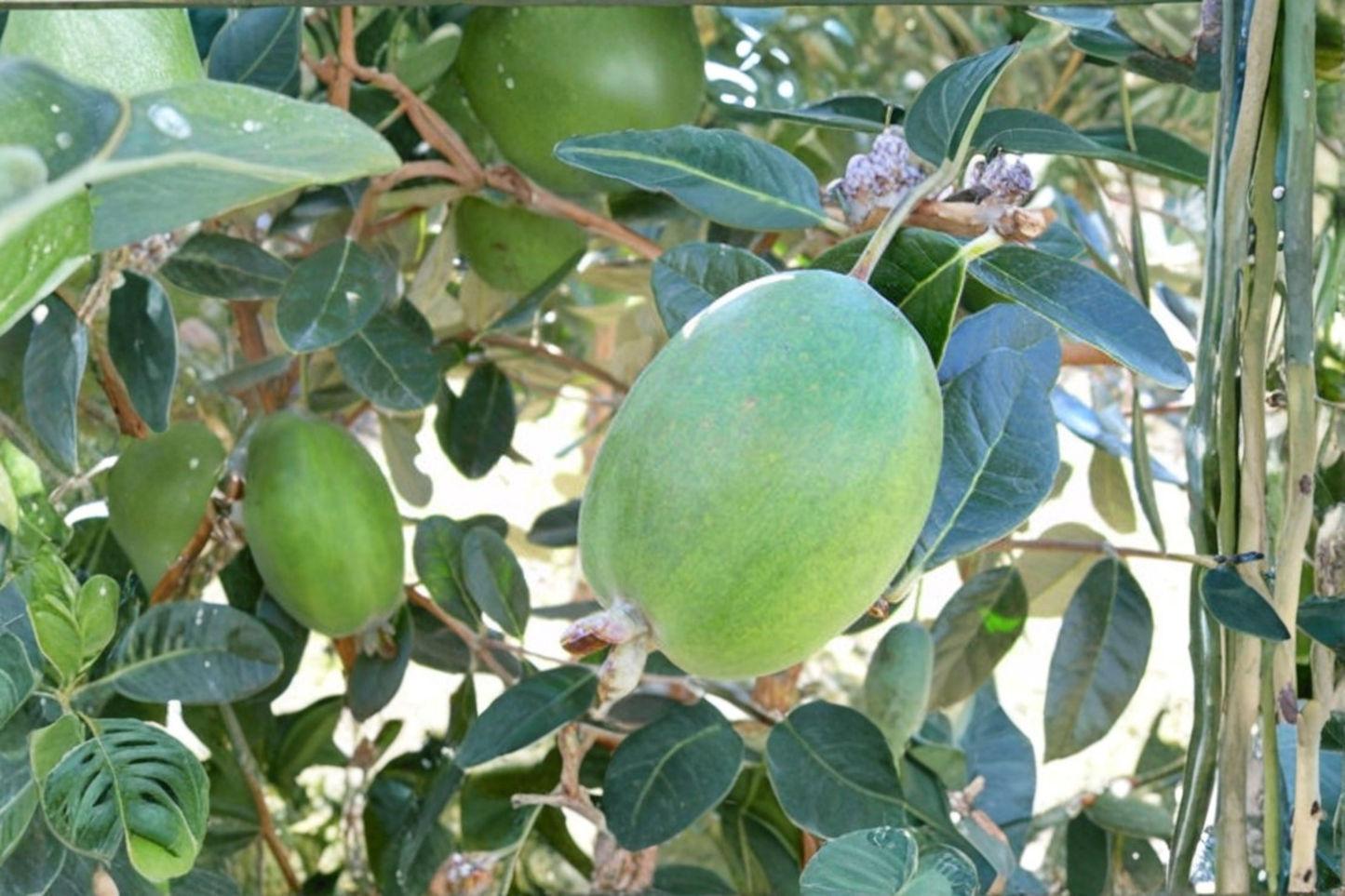 Anatoki Pineapple Guava Live Plant 1 Gallon Pot Large Feijoa Fruit Shrub Acca Sellowiana Evergreen Garden Plant