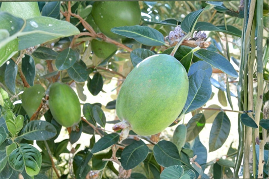 Anatoki Pineapple Guava Live Plant 1 Gallon Pot Large Feijoa Fruit Shrub Acca Sellowiana Evergreen Garden Plant