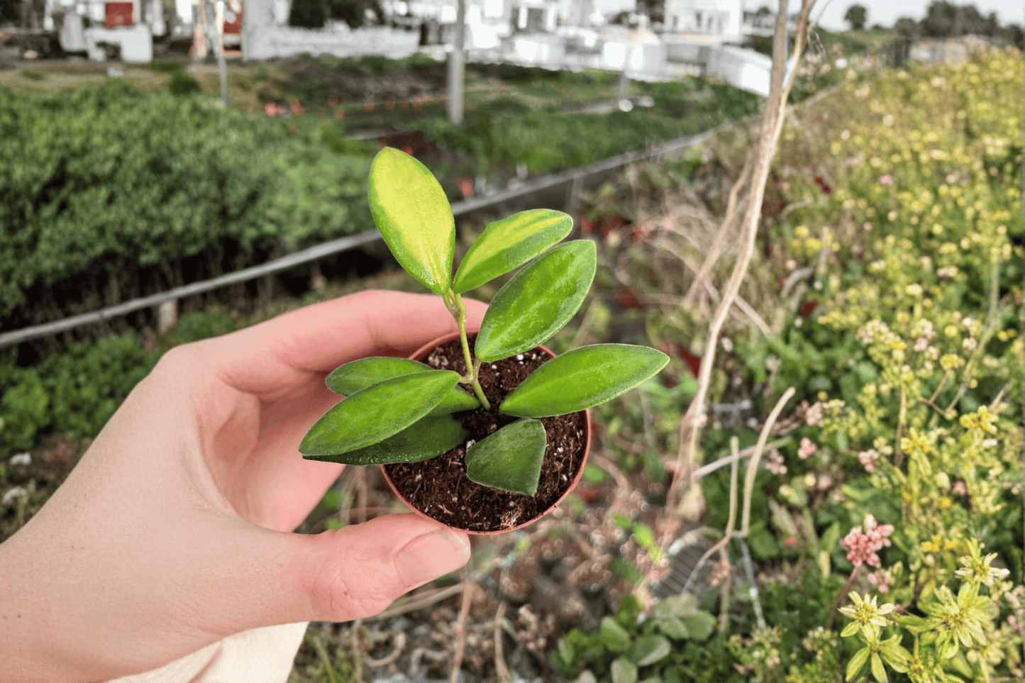 2 Hoya DS-70 Variegated Starter Plants – Live Variegated Hoya in 2-Inch Pots