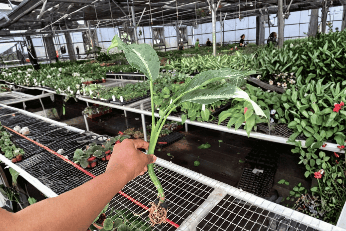 2 Dieffenbachia 'Panther' Starter Plants – Bare Root Live Dumb Cane Plants