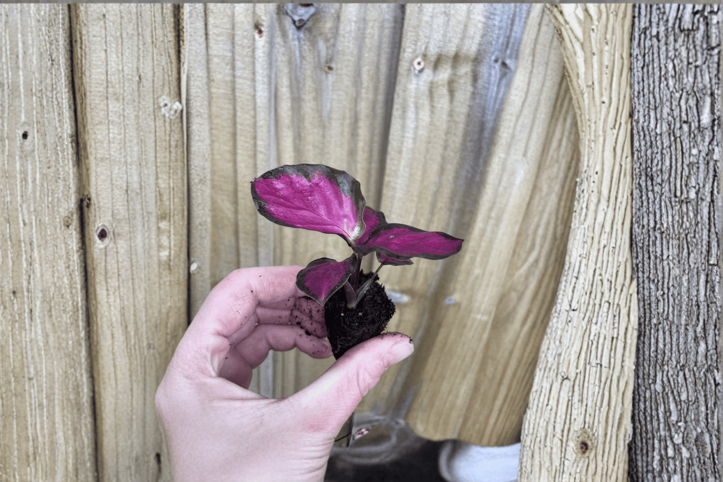 2 Calathea Crimson Starter Plants – Bare Root – Goeppertia 'Crimson' (Calathea)