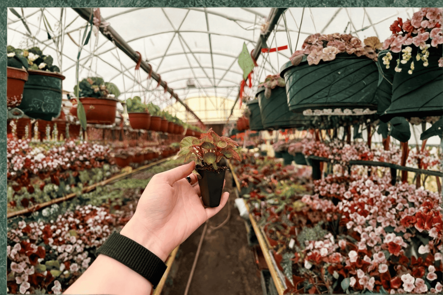 Harmony's Manaus Begonia Live Starter Plant – 2 Plants – Begonia Hybrid