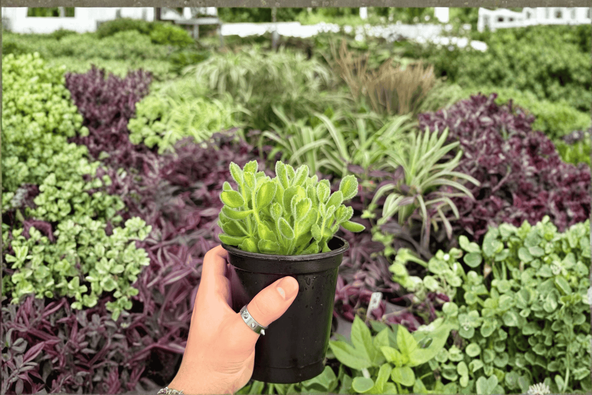 Variegated Bear Paw 2 Exact Live Plants – Specific 4-Inch Pots – Cotyledon tomentosa ‘Variegata’