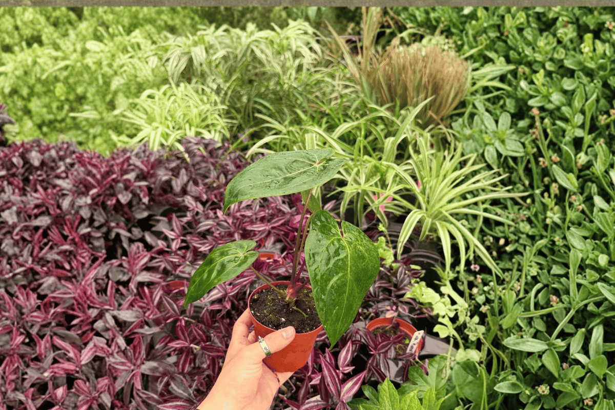 Anthurium Dark Phoenix x Papillilaminum – 2 Exact Live Plants in 4” Pots