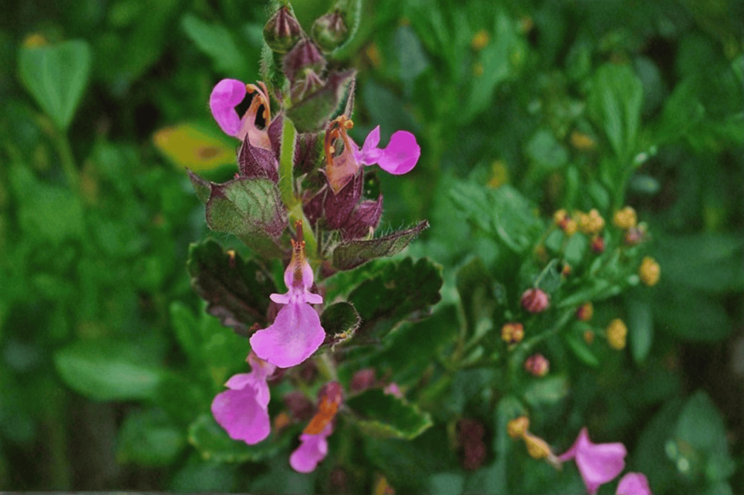 Wall Germander 1 Live Plant – 4-Inch Pot – Teucrium chamaedrys