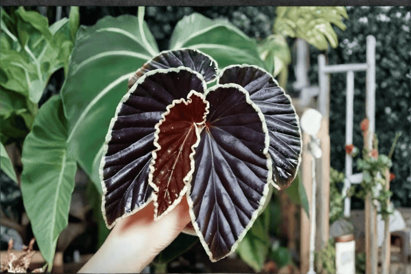 2 Begonia darthvaderiana Tissue Culture Plants